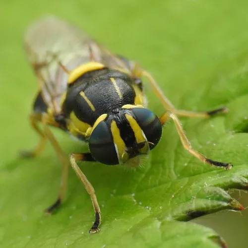 Four-barred Major - photo 4