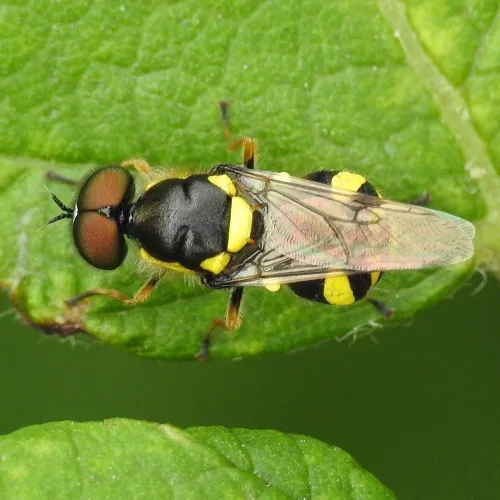 Four-barred Major - photo 5