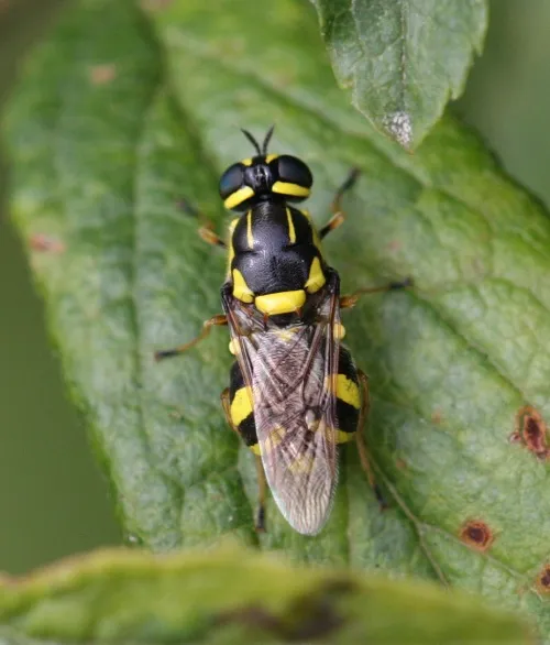 Four-barred Major - photo 6