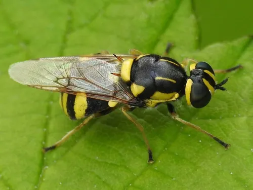 Four-barred Major - photo 7