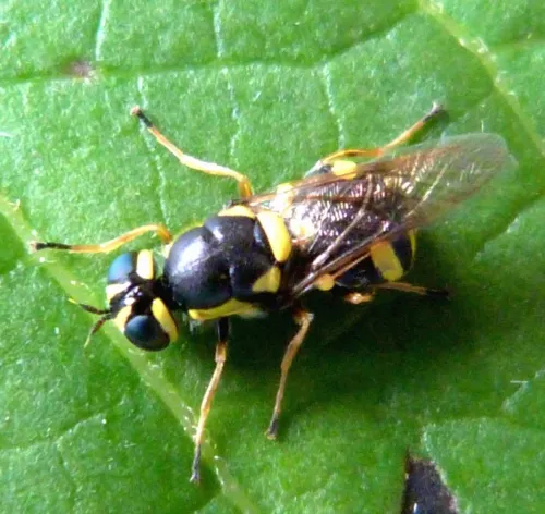 Four-barred Major - photo 8