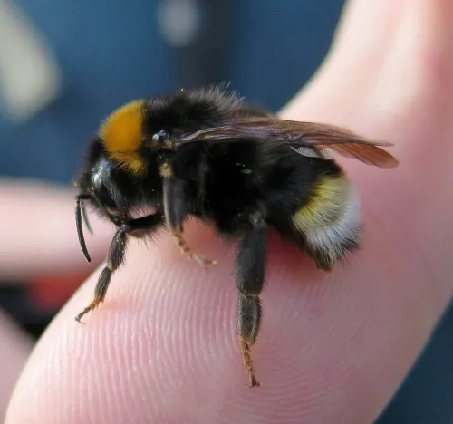 Four Coloured Cuckoo Bee - photo 2