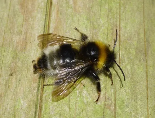 Four Coloured Cuckoo Bee - photo 3