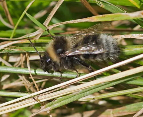 Four Coloured Cuckoo Bee - photo 4