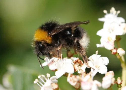 Four Coloured Cuckoo Bee - photo 5