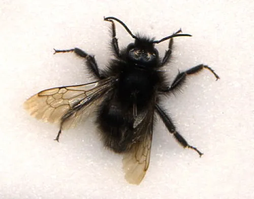 Four Coloured Cuckoo Bee - photo 6
