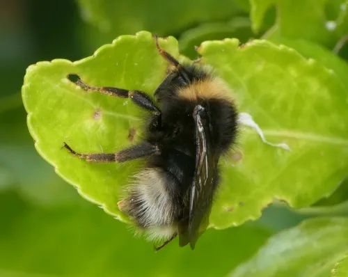 Four Coloured Cuckoo Bee - photo 7