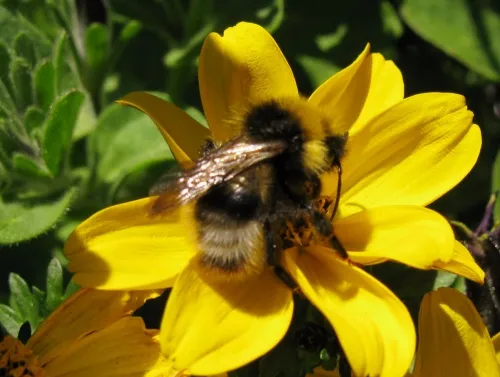 Four Coloured Cuckoo Bee - photo 8