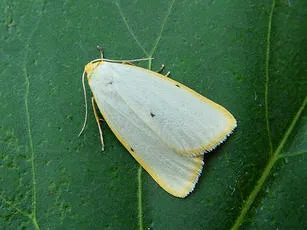 Four-dotted Footman - Cybosia mesomella