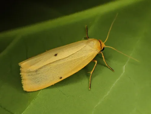 Four-dotted Footman - photo 2