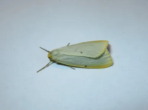Four-dotted Footman - photo 3