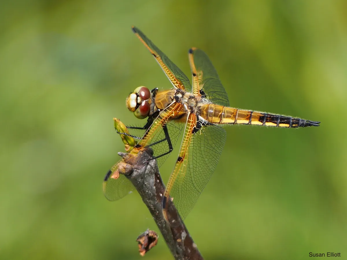 Four-spotted Chaser - photo 3