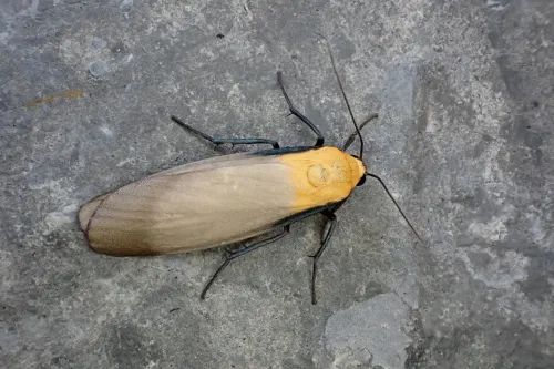 Four-spotted Footman - photo 2