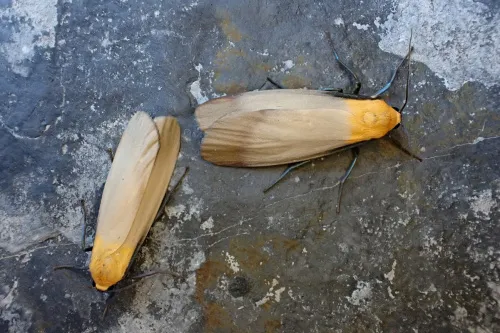 Four-spotted Footman - photo 3