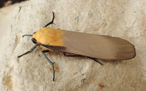 Four-spotted Footman - photo 4
