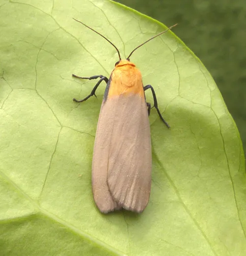 Four-spotted Footman - photo 5