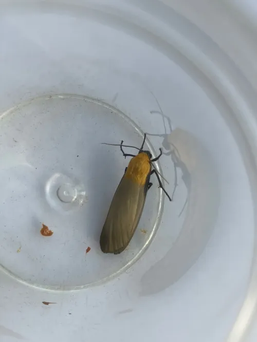 Four-spotted Footman - photo 6
