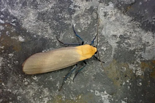 Four-spotted Footman - photo 7