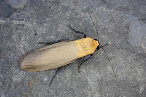 Four-spotted Footman - photo 8