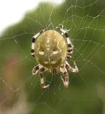 Four-spotted Orb Weaver