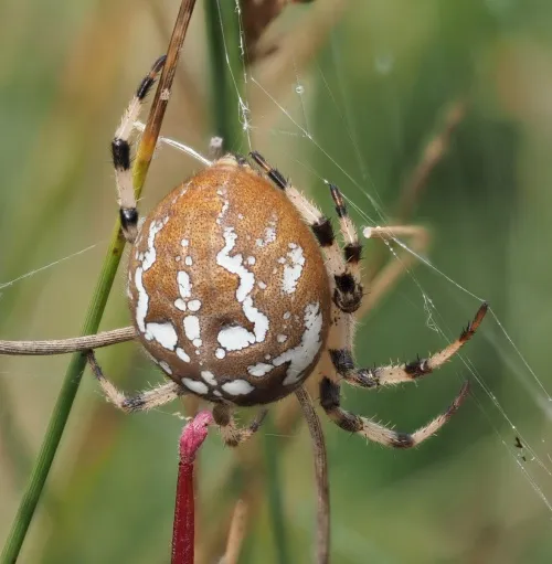 Four-spotted Orb Weaver - photo 2