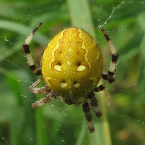 Four-spotted Orb Weaver - photo 3