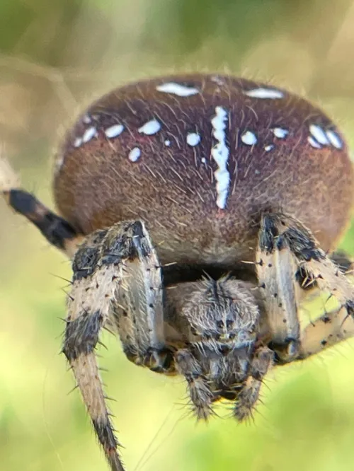 Four-spotted Orb Weaver - photo 4