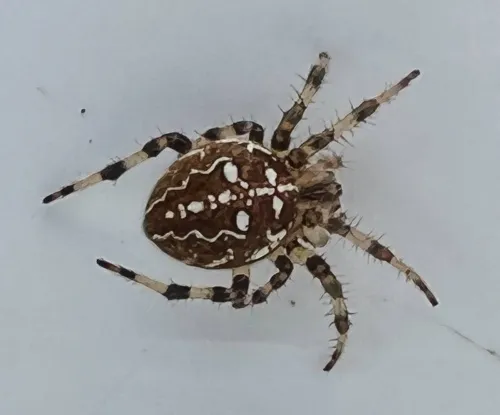 Four-spotted Orb Weaver - photo 5