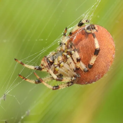 Four-spotted Orb Weaver - photo 6