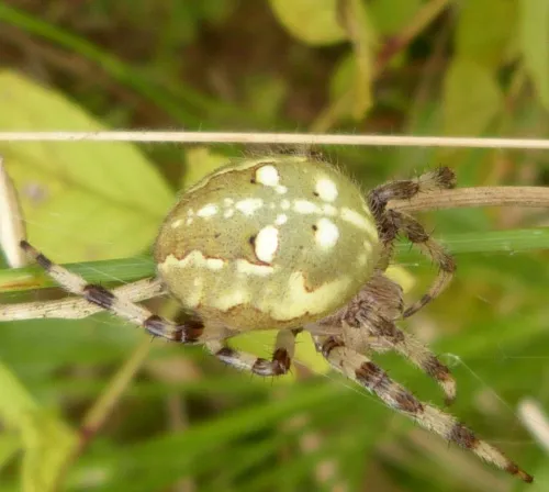 Four-spotted Orb Weaver - photo 7