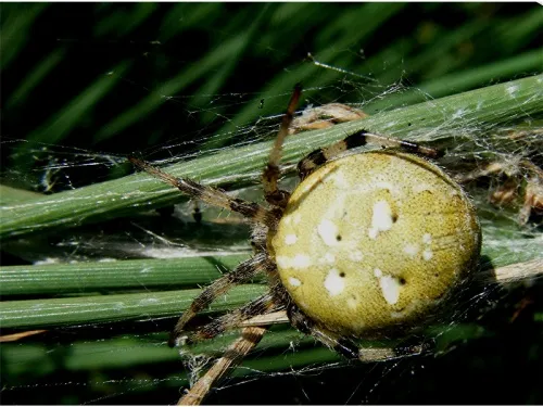 Four-spotted Orb Weaver - photo 8