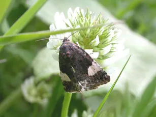 The Four-spotted - Tyta luctuosa
