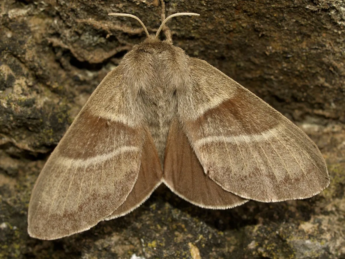 Fox Moth - photo 3