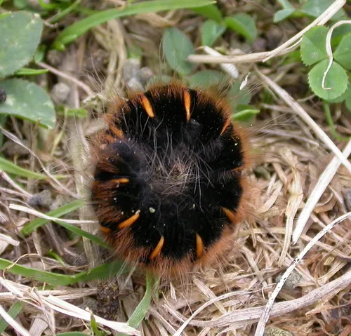 Fox Moth - photo 4