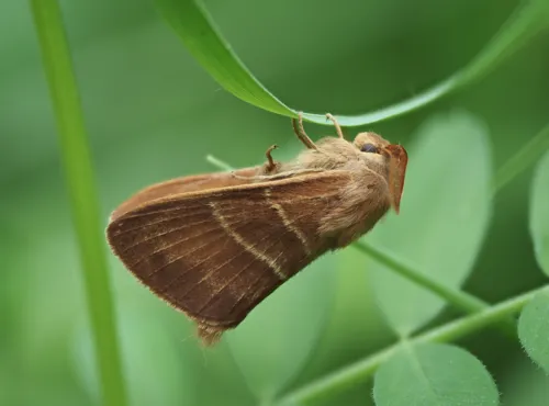 Fox Moth - photo 5