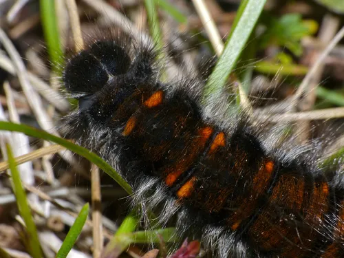 Fox Moth - photo 6
