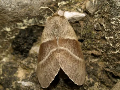 Fox Moth - photo 8