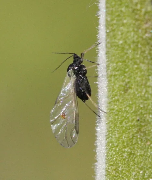 Aphis armata