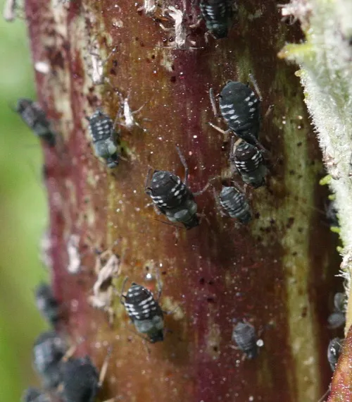 Aphis armata - photo 2