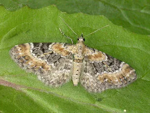 Foxglove Pug - Eupithecia pulchellata