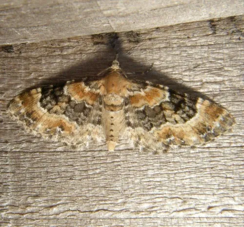 Foxglove Pug - photo 2