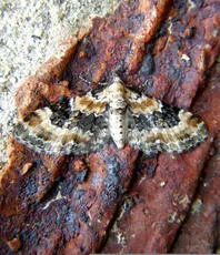 Foxglove Pug - photo 4