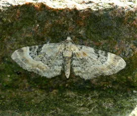 Foxglove Pug - photo 6