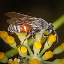 Foxia pacifica - photo 2