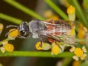 Foxia pacifica - photo 3