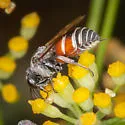 Foxia pacifica - photo 4