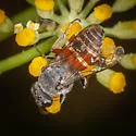 Foxia pacifica - photo 5