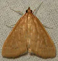 Framinghamia helvalis - Hodges#5262 - photo 3