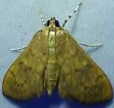 Framinghamia helvalis - Hodges#5262 - photo 4