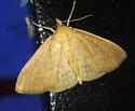 Framinghamia helvalis - Hodges#5262 - photo 5